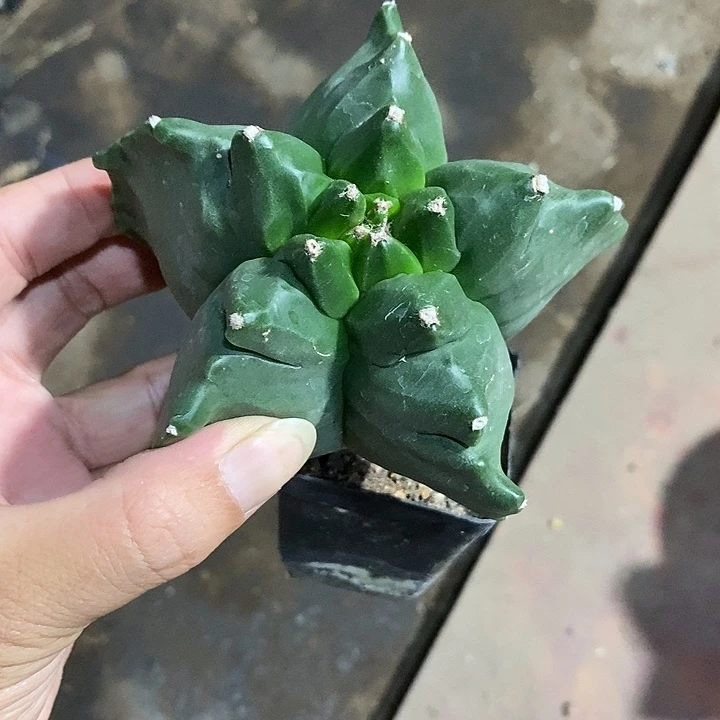 用***6鸾凤玉实生脱土发货