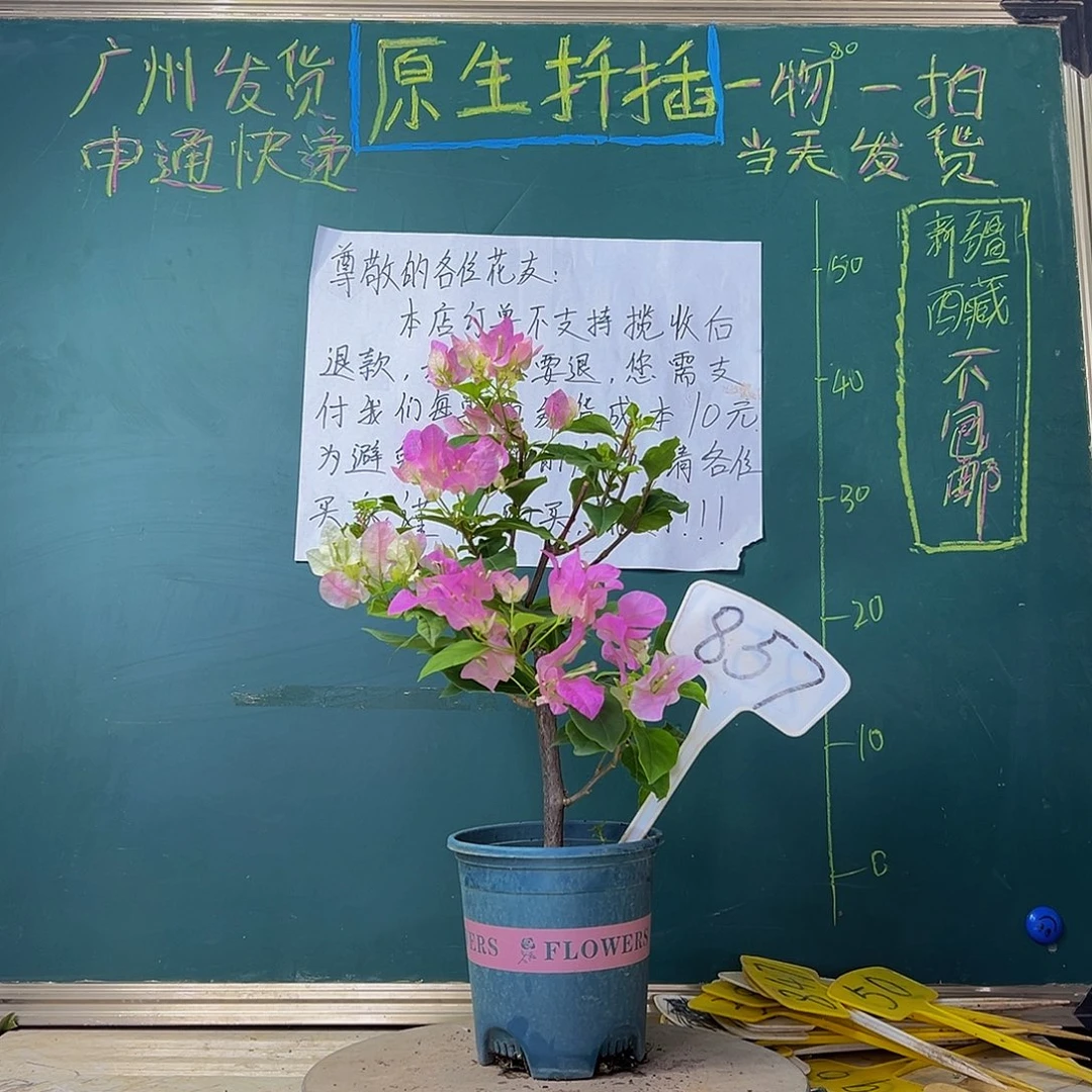 当前无花栽培后可以开花广红樱857