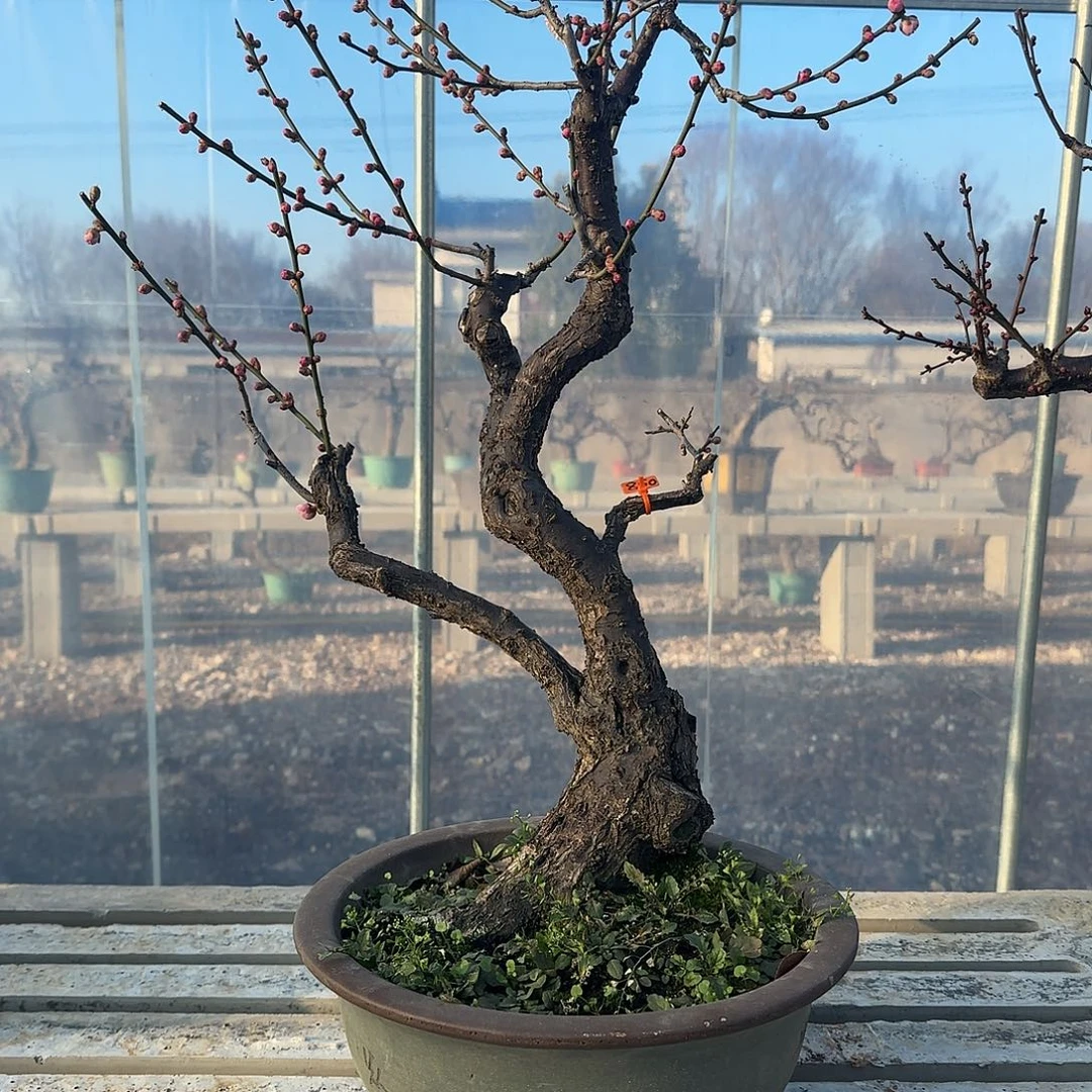 无花朵111111111111