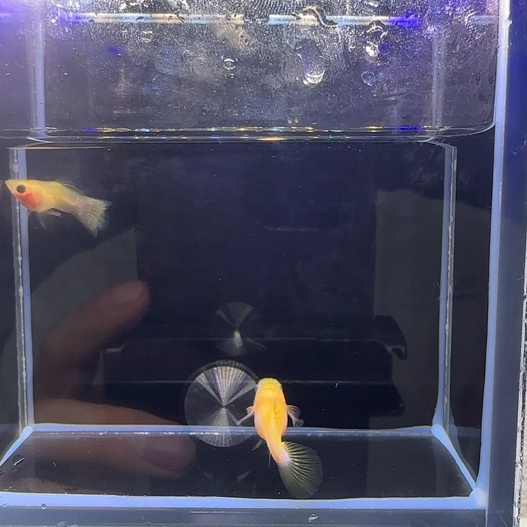 孔雀鱼蛇纹幻彩粉猫一对