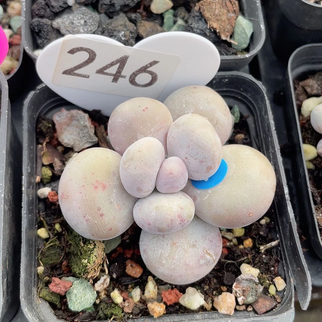 奶酪 脱土发货 7口盆