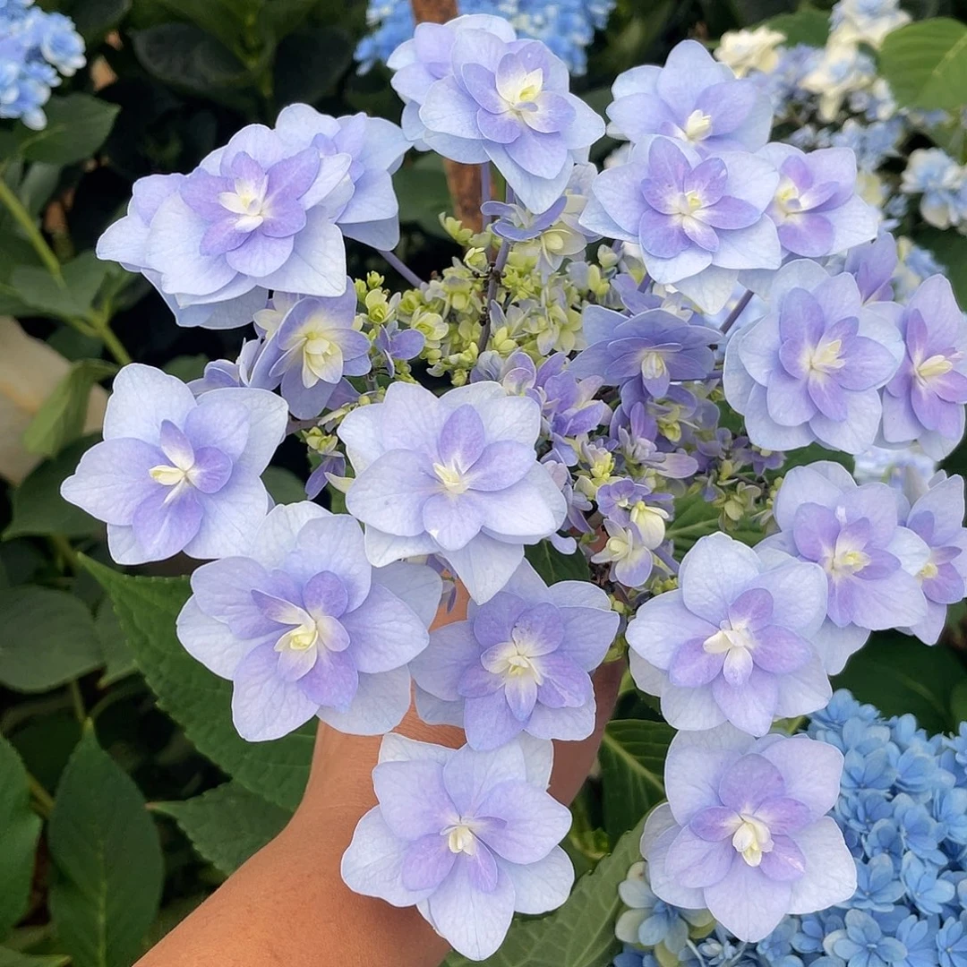 绣球切花一物一拍3枝起包邮，84