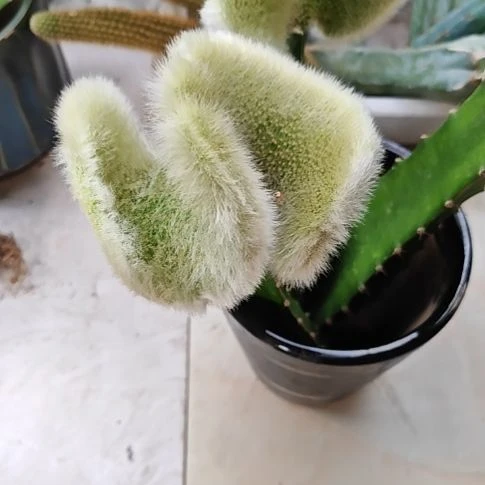 九尾狐缀化火龙果嫁接大无根