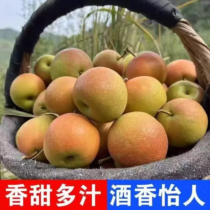 东北南国梨鞍山南果梨5斤装辽宁省