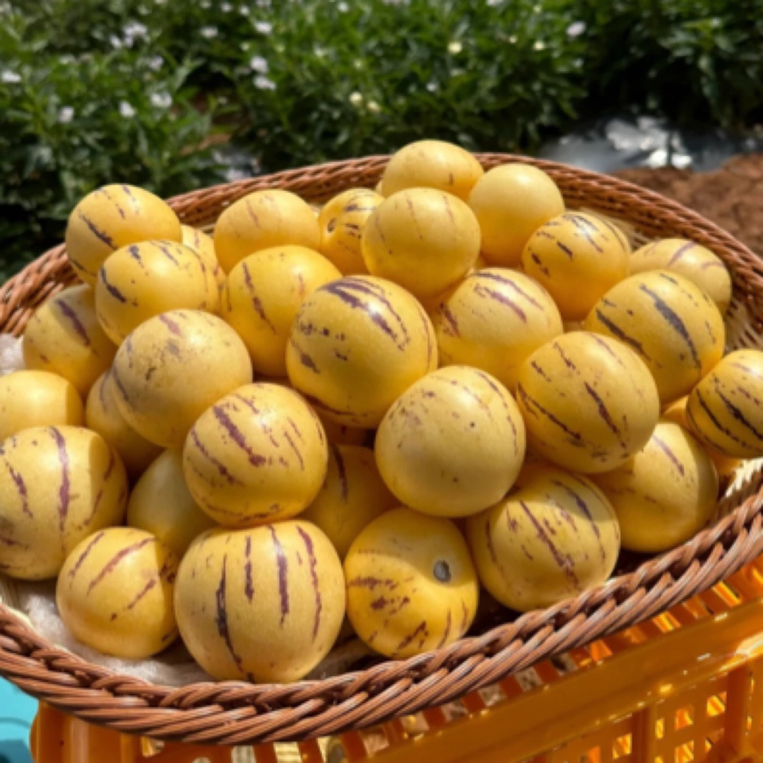 （3斤装）云南石林人参果大果清甜水果低糖孕妇水果现摘现发