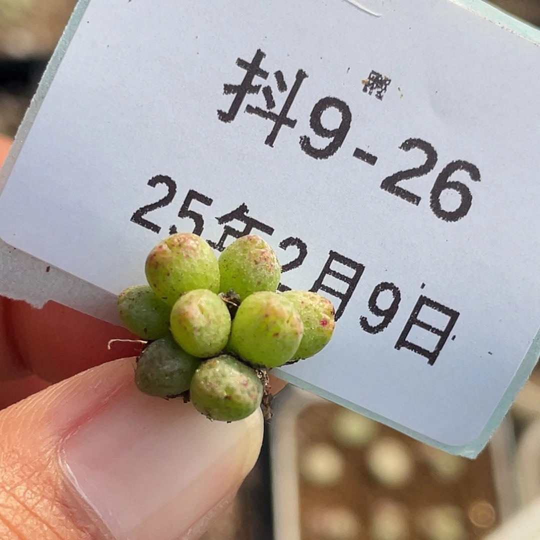 9-26斑马多肉植物