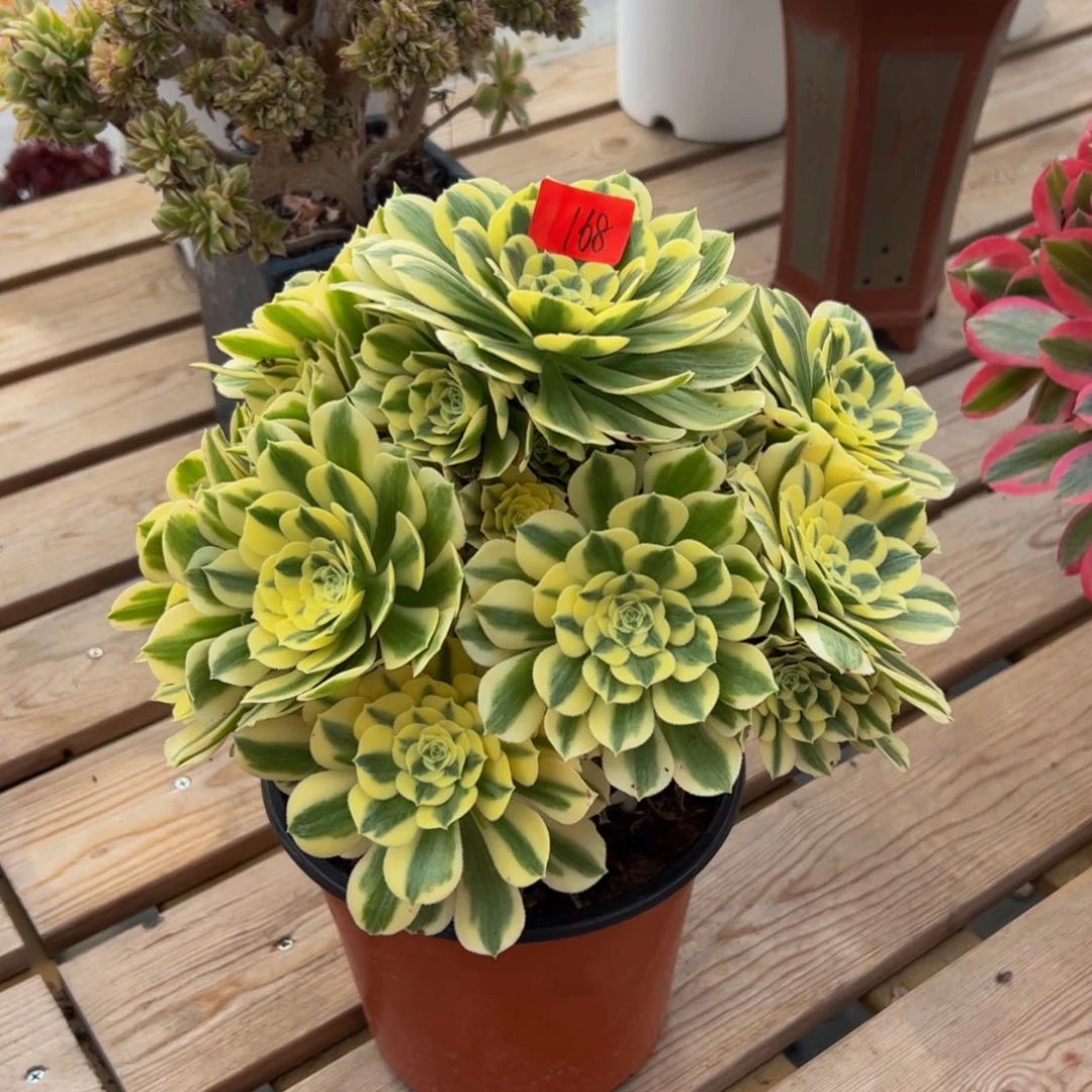 168多肉植物发货迈巴赫