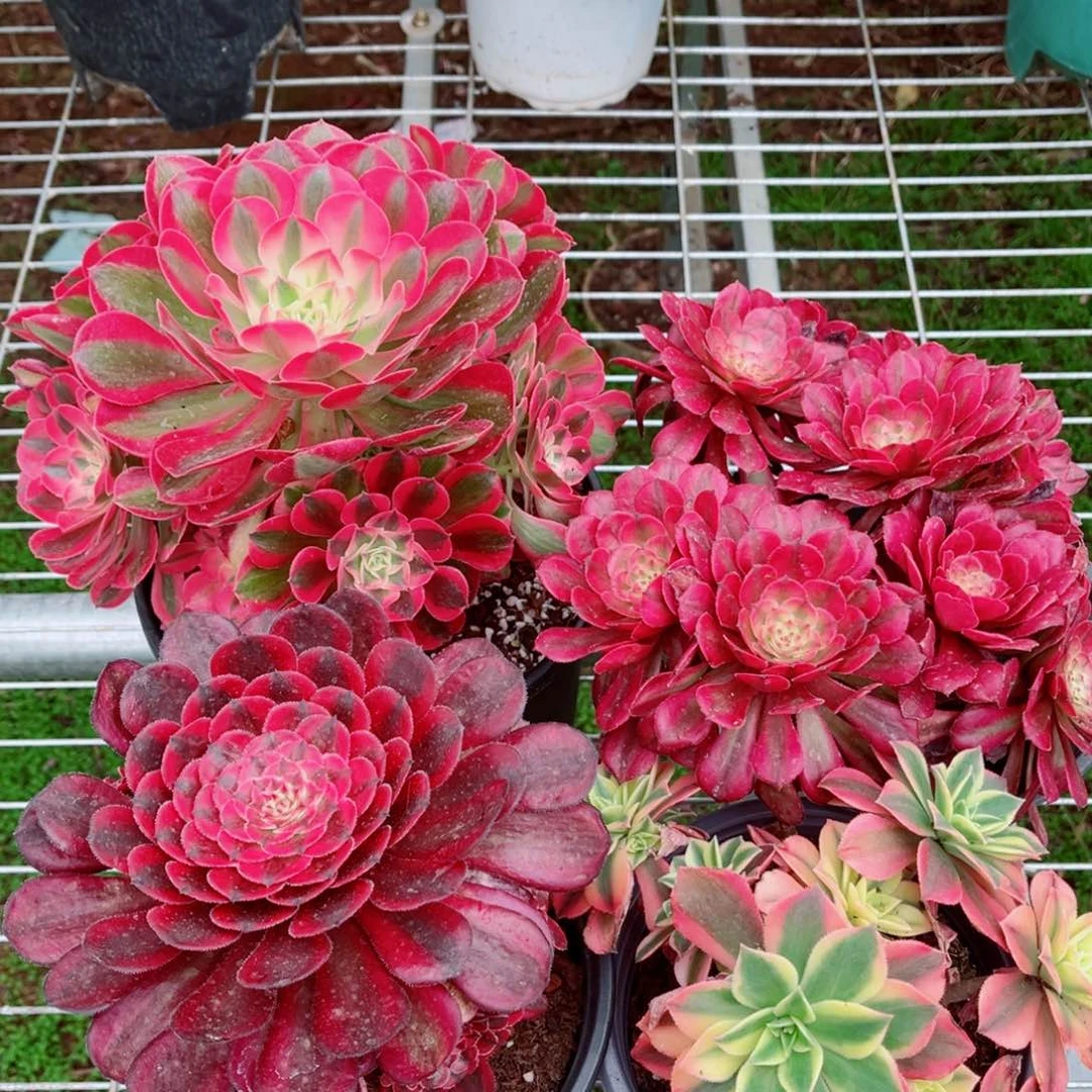 七彩石+月婵+月光+枫叶