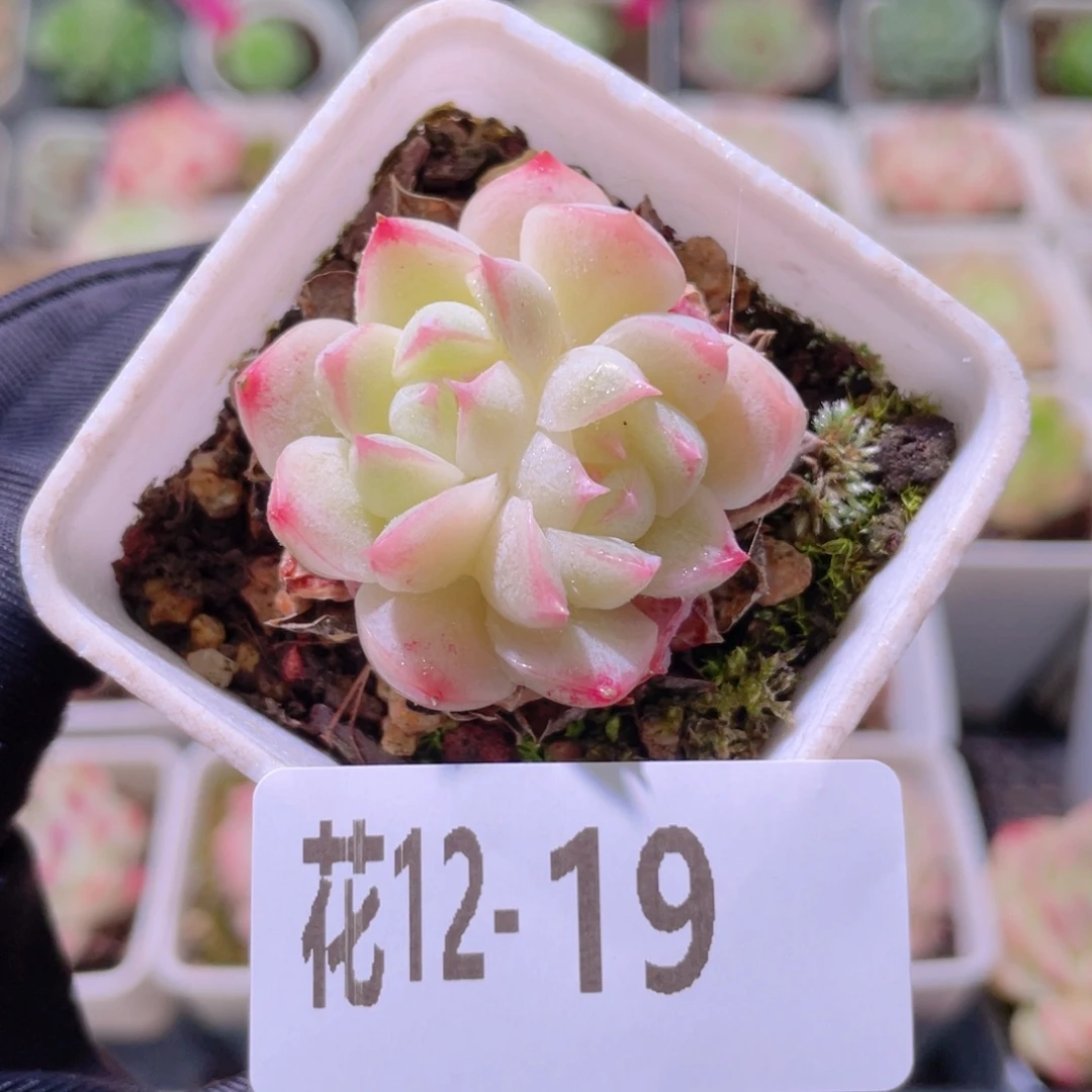 花利美12-19美瞳双心