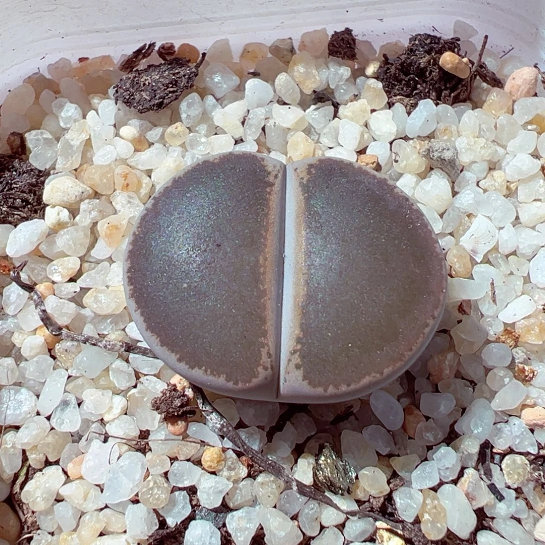 1103-279多肉多肉和田玉