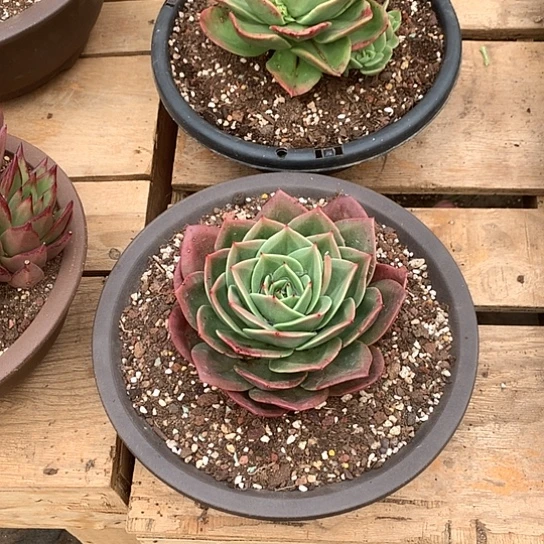 修*美肉特价活动开始啦