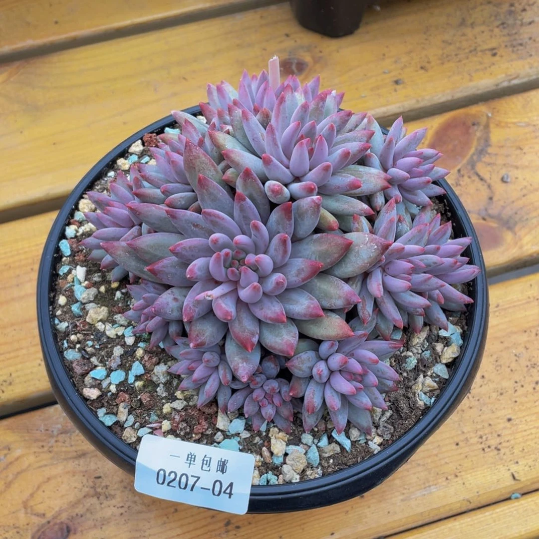 0207-04-虞美人。。。。。