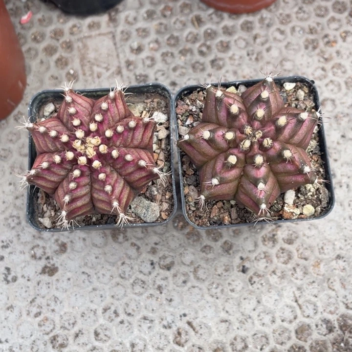 E***s实生肋骨海神带盆发