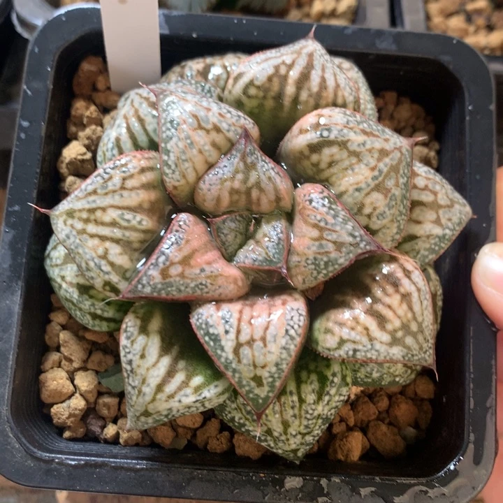 花魁青蟹一物一拍