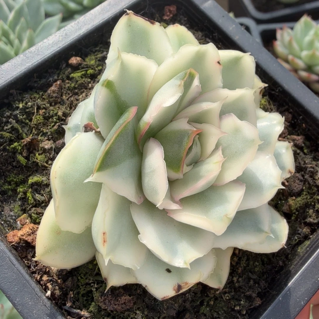 紫蝴蝶锦带侧芽腹欧你锦