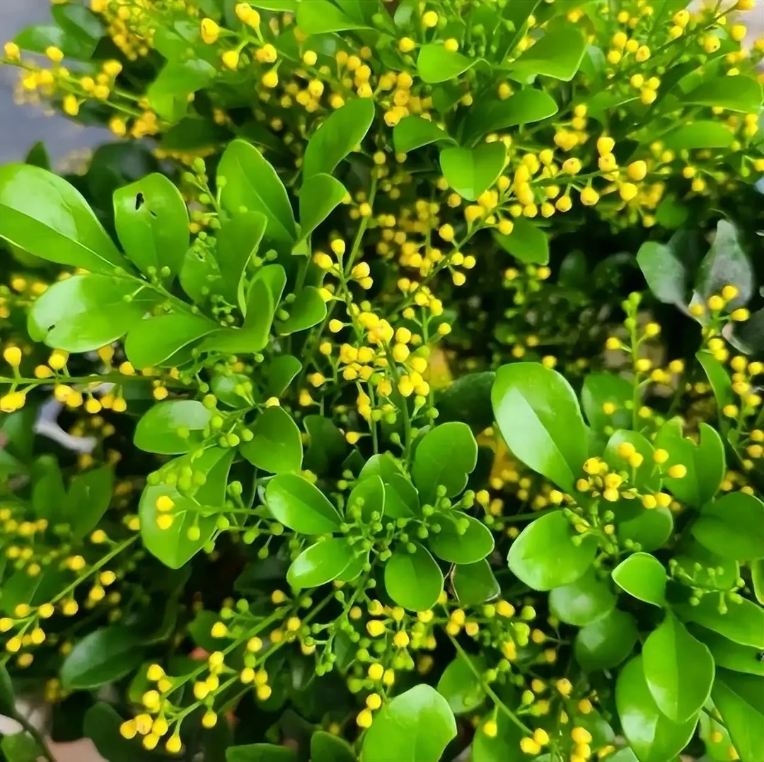 米兰花盆栽植物独干米兰花丛林米兰花阳台庭院多季节花带花苞清香
