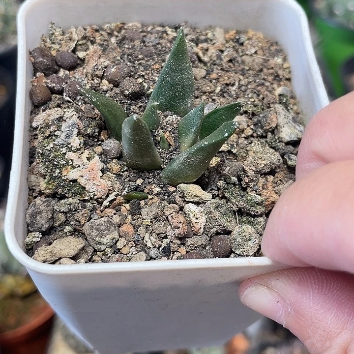 实生龙牙牡丹仙人球一颗