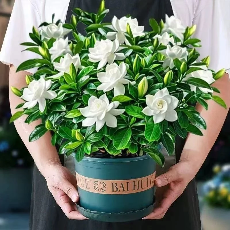 爱尚浓香型带花苞栀子花净化空气绿植盆栽办公室水培绿植鲜花