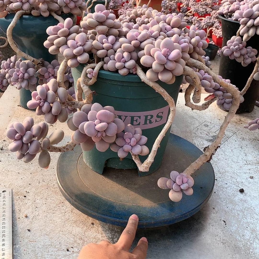 46一物一拍桃蛋老桩带盆物流