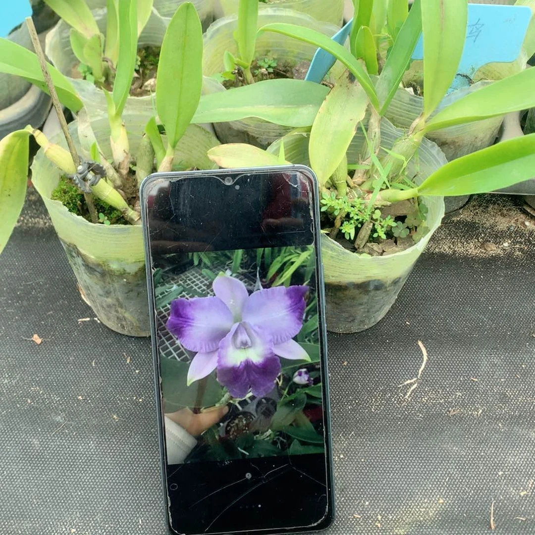 完全开放蓝鸟卡特3苗以上