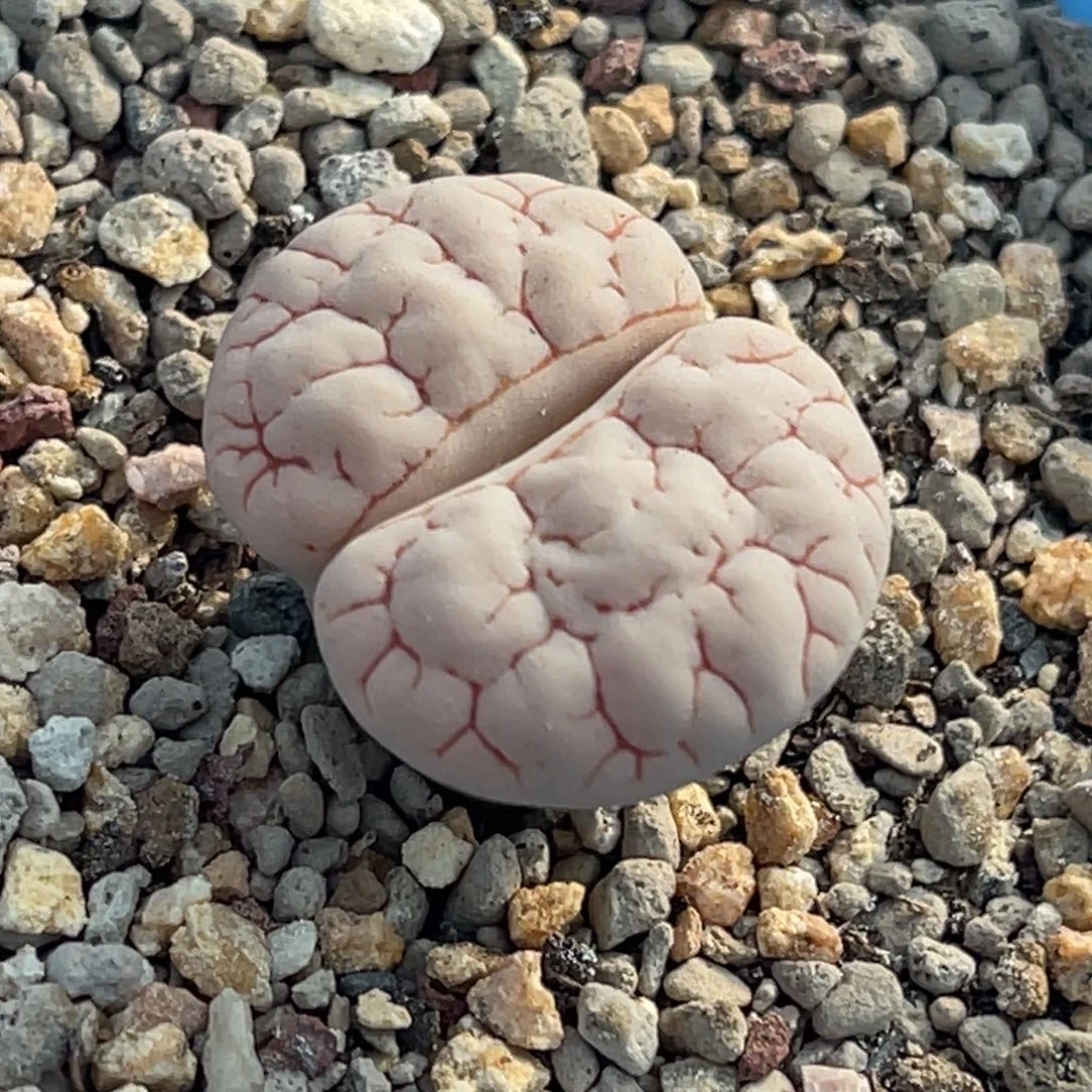 9037红纹蛙哥189一颗