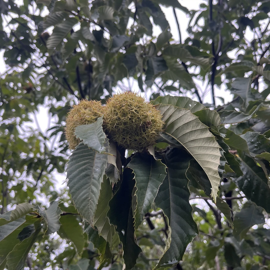 沂蒙山新鲜带刺壳板栗现摘现发口感清新爽口老树刺球包邮