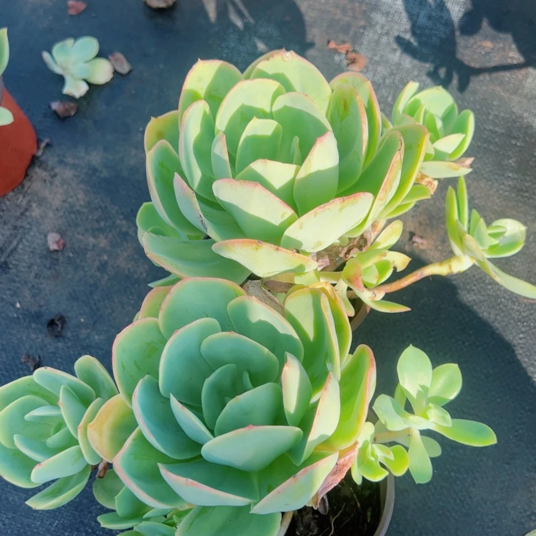 骑兵碧桃大单头两盆