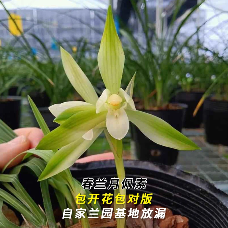 春兰名品【月佩素】终身包对版 假一赔十放心购买 当年开花