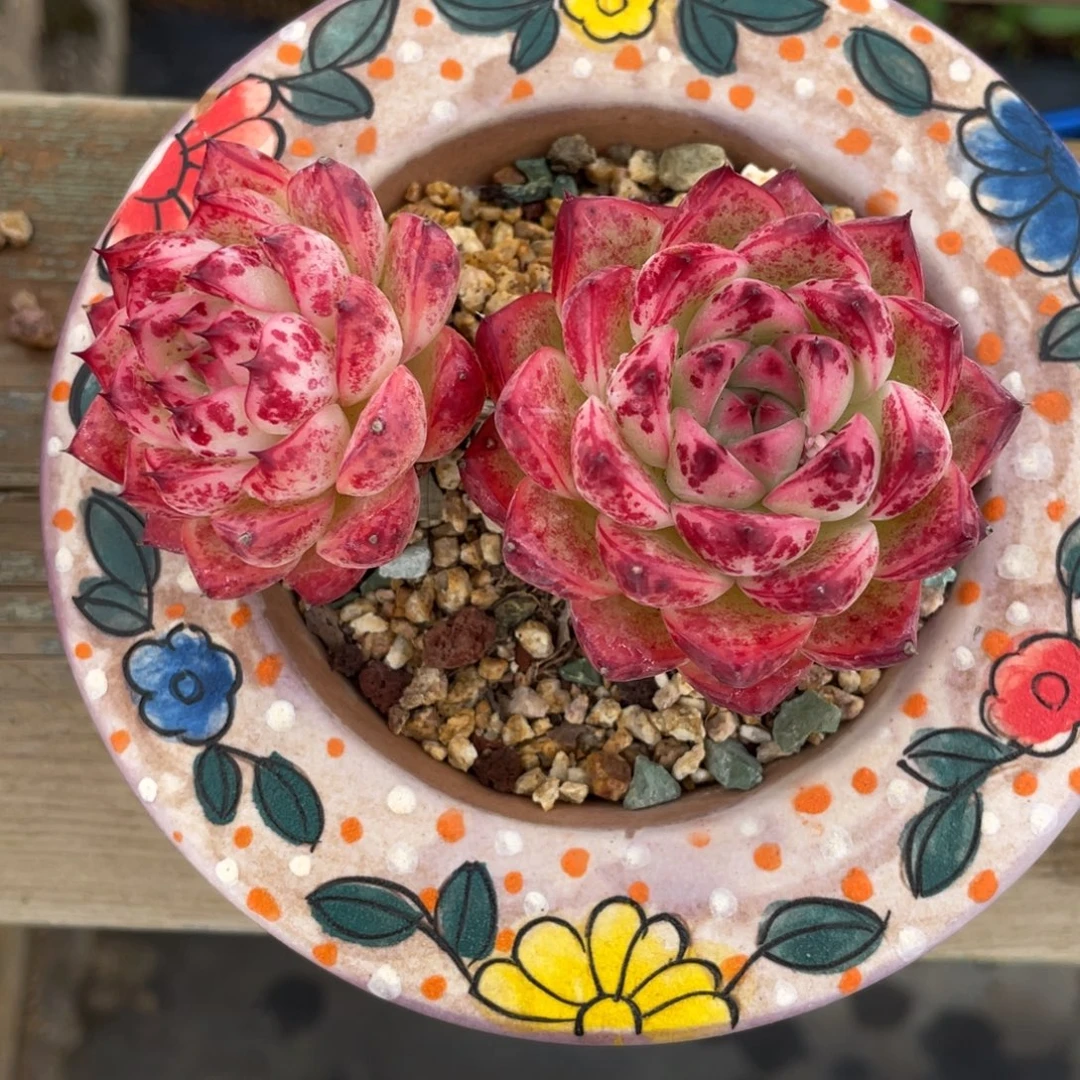 东云双头红色血斑