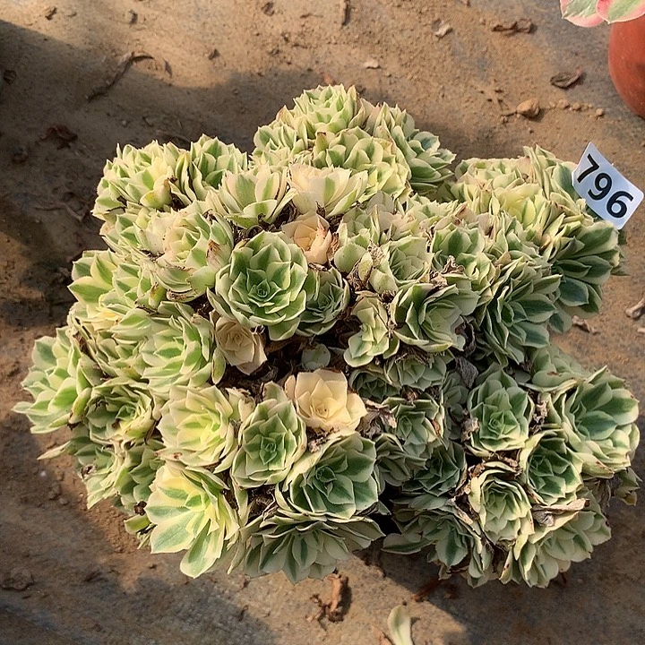 多肉植物迈巴赫796