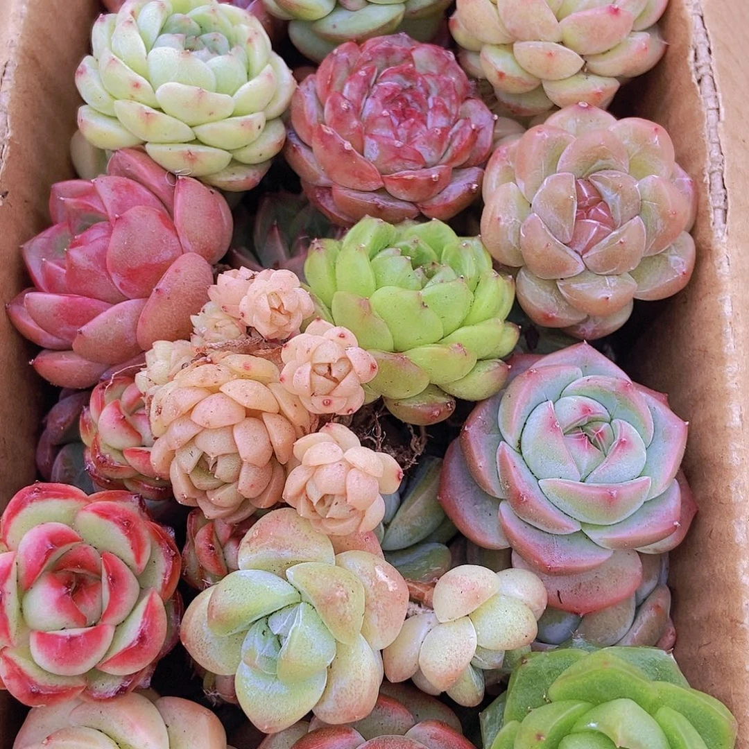 00000000001量拍保底20颗