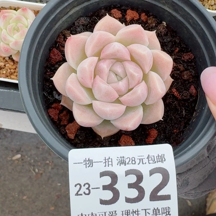 奶油美人无盆土发货无盆