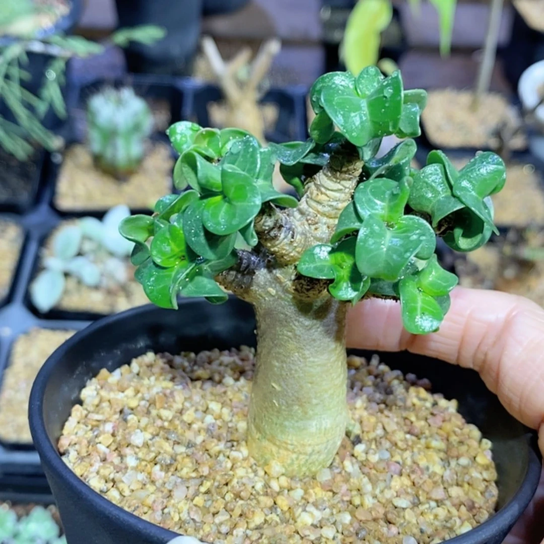 【闪购商品】卡汉羊角