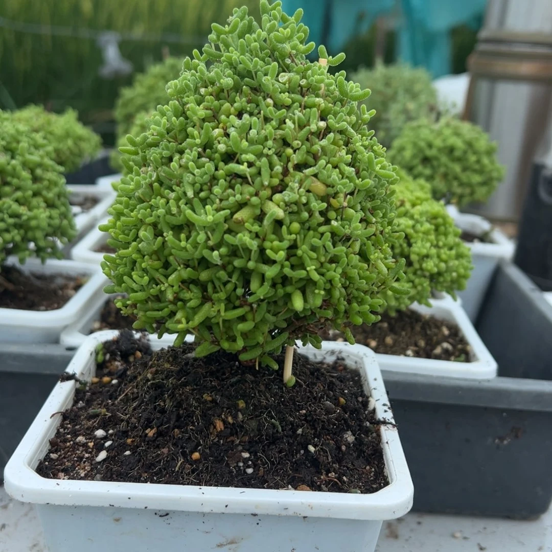 老桩大蜜橘带盆带土发