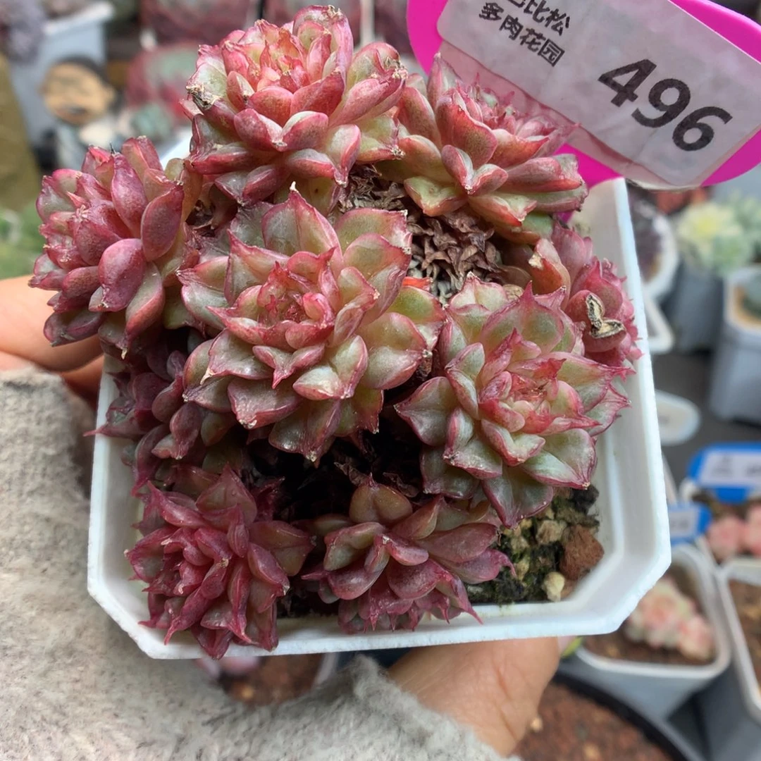 496特斯拉多肉植物