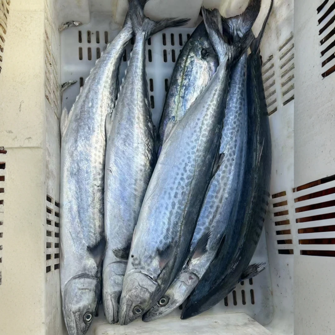 蓝点马鲛鱼现称链接3号 切完no退no换 默认切块整条备注