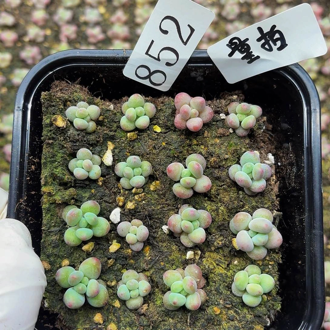多肉植物多肉植物852量拍