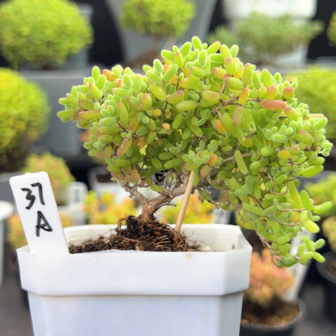 悬崖桩蜜橘糖球37号