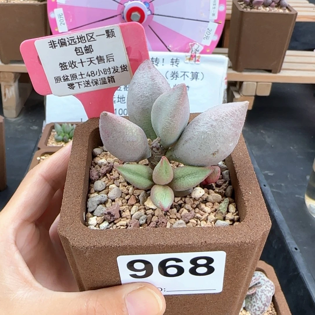 968哈弗多肉植物