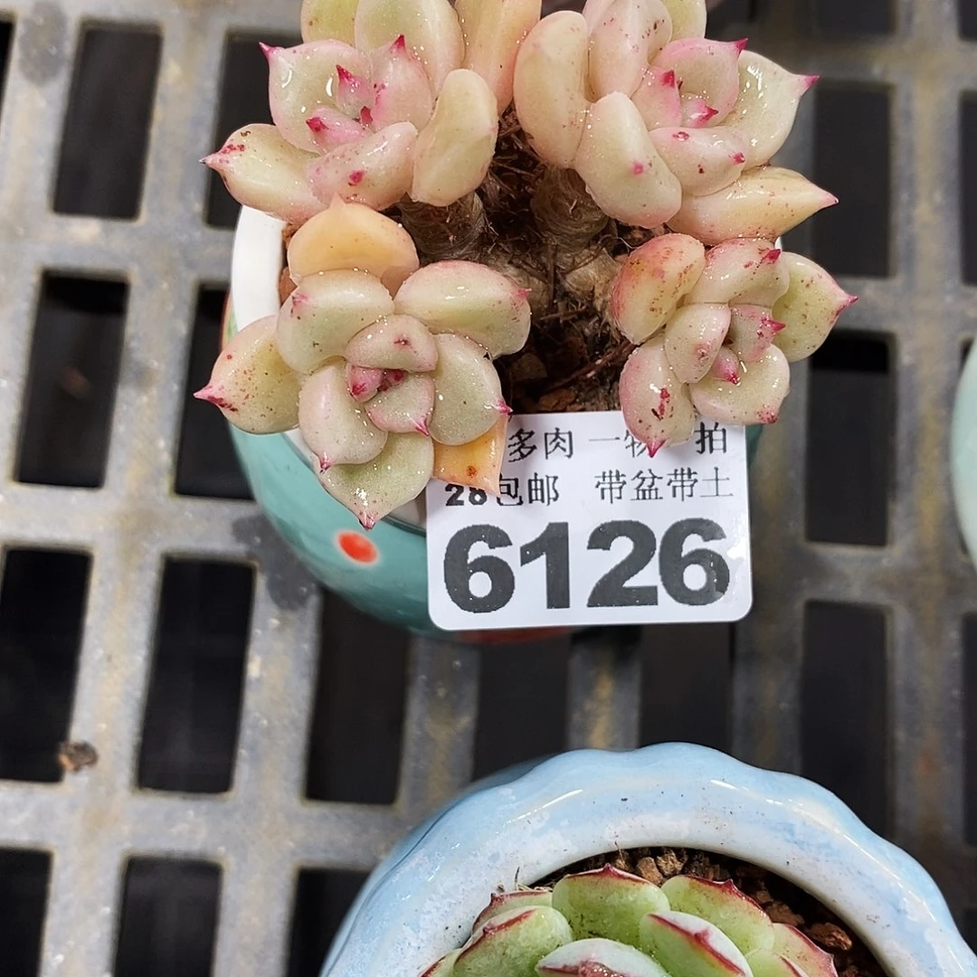 精控多肉植物6126