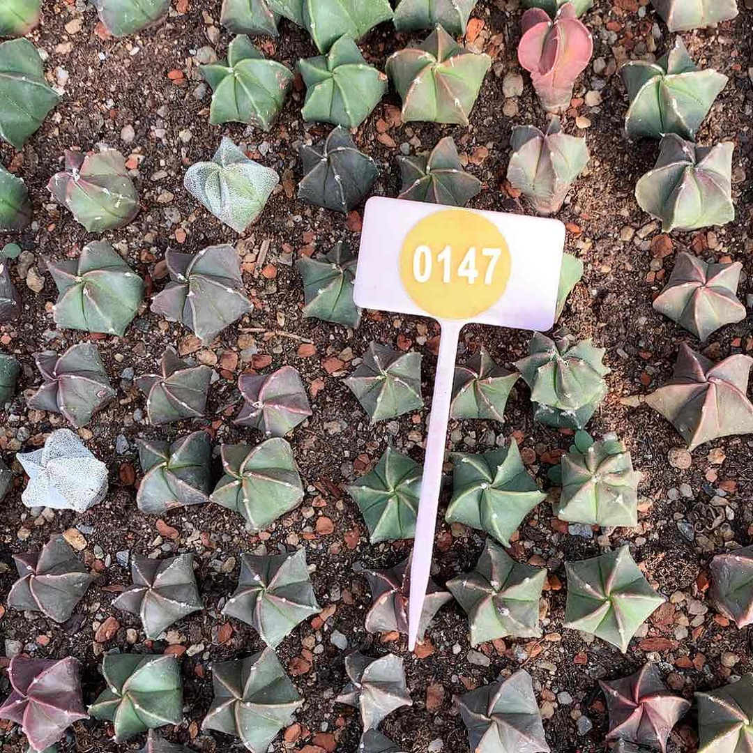 鸾凤玉一筐非常好看