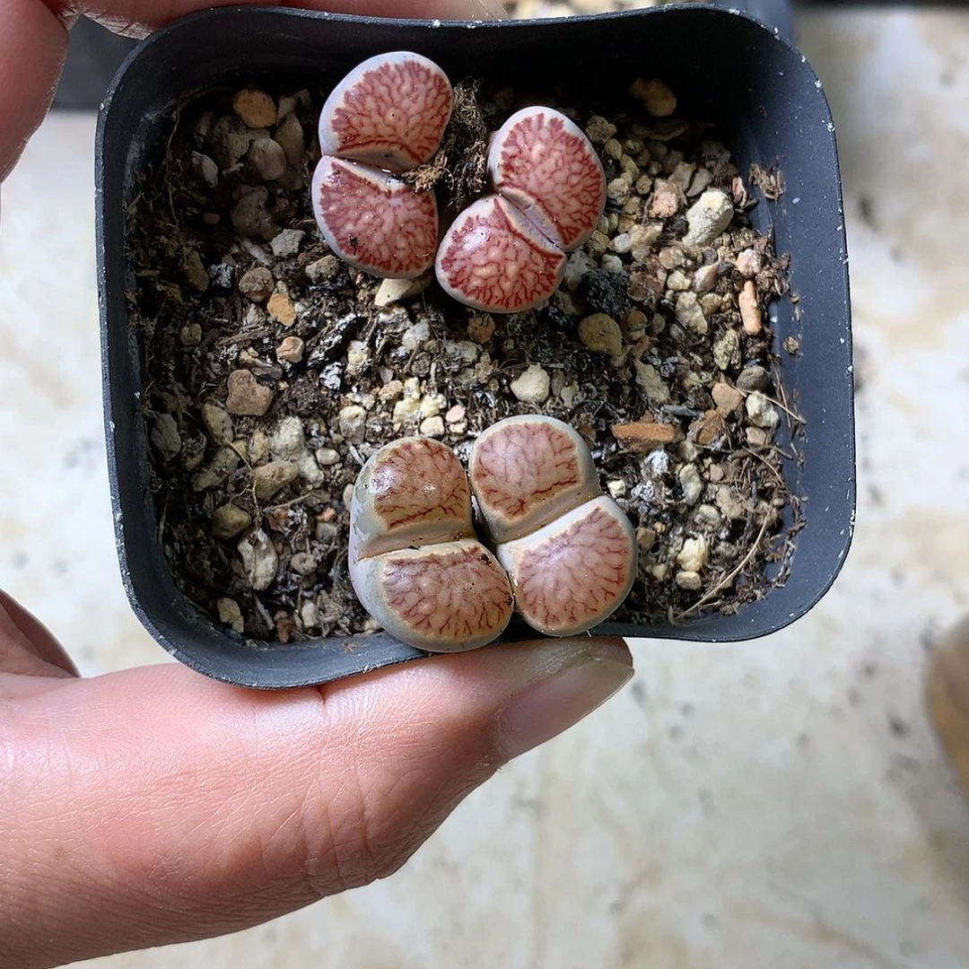 G466多肉植物保护研究所