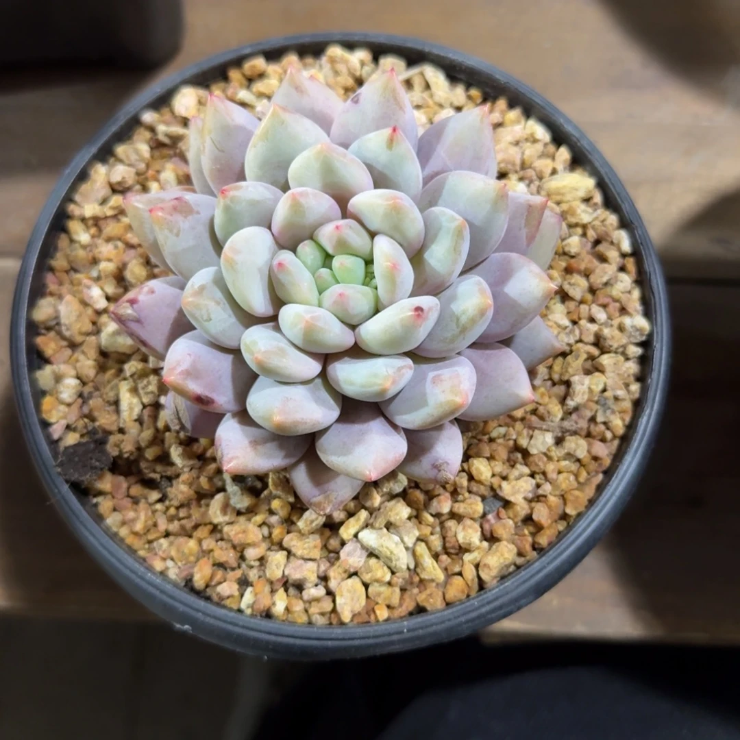 夏梦111111111111111