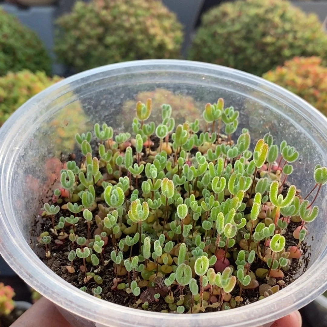 是***粥混合切糕0984枝干番杏