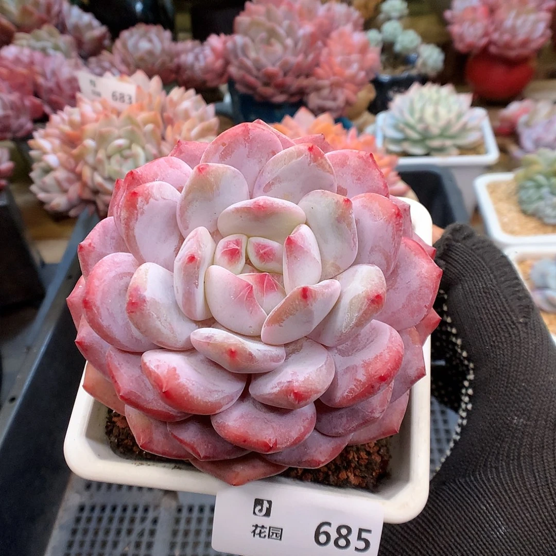 685紫皮橙多肉植物66666