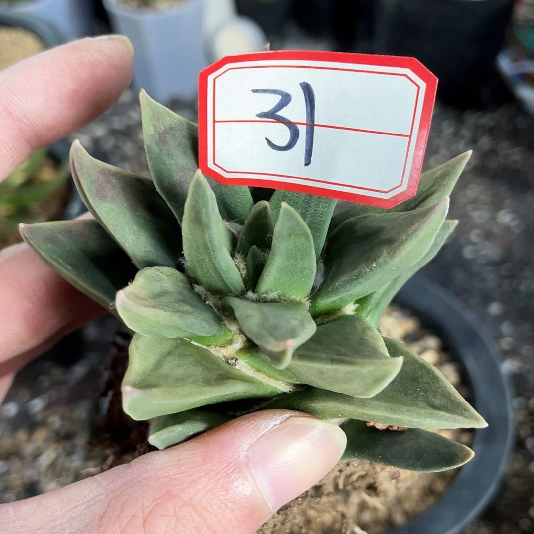 31号自根龙牙牡丹