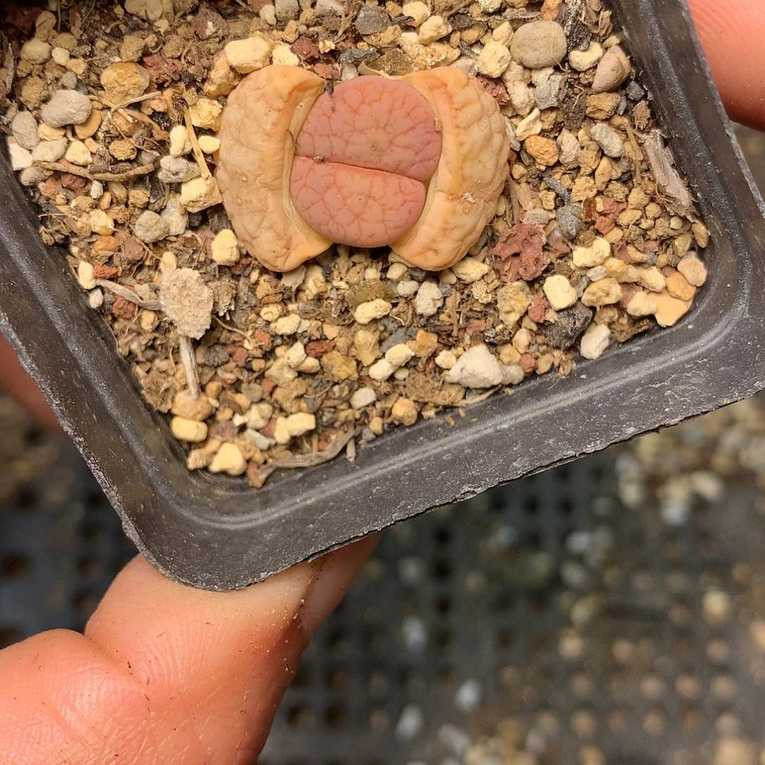 C624多肉植物保护研究所