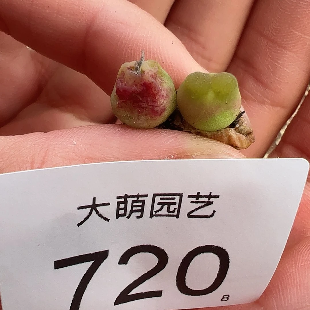 0000720量拍母本雪，茄1颗小型体老皮皱