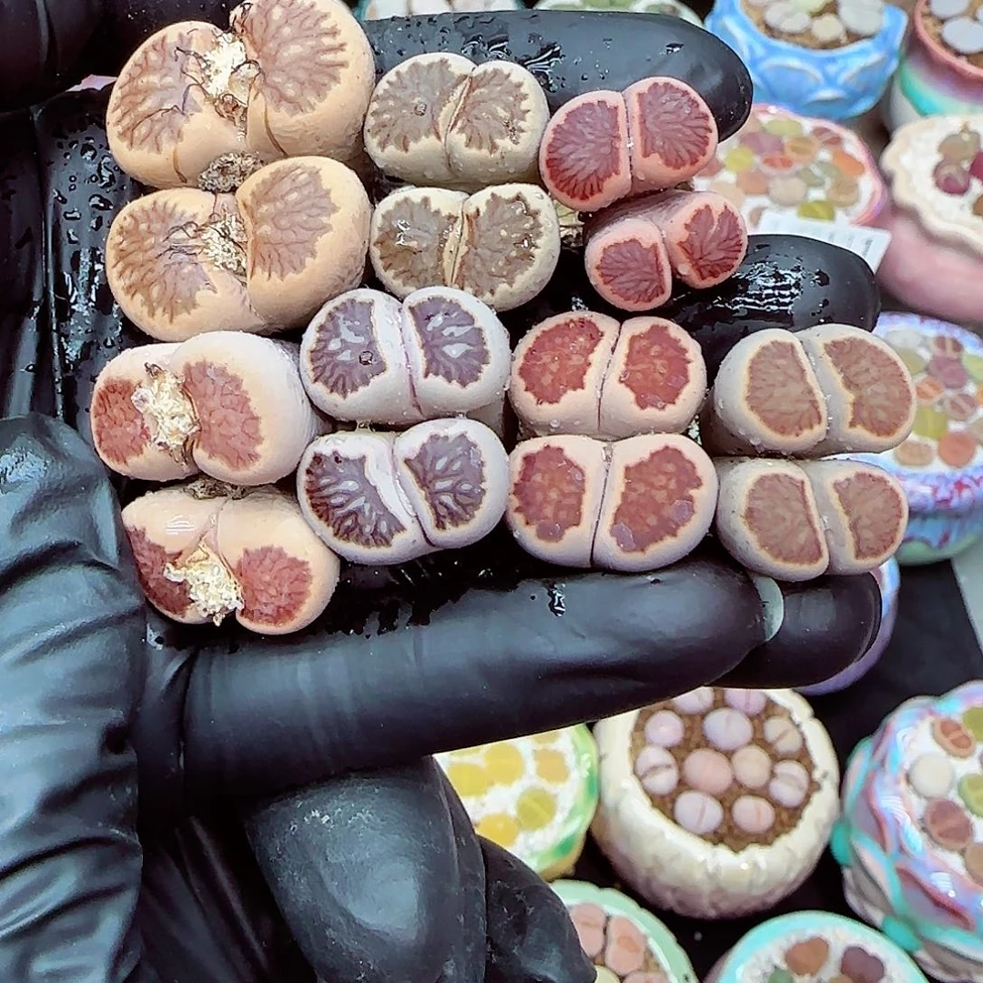 生石花满18包邮0104-129