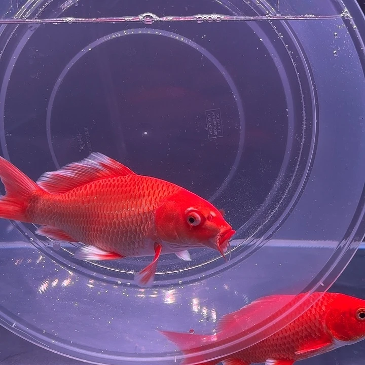 蝴蝶鲤26号蝴蝶鲤